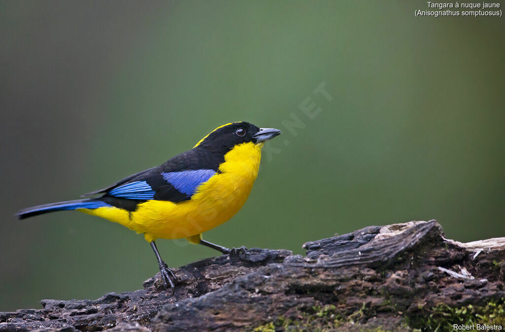 Tangara à nuque jaune