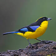 Blue-winged Mountain Tanager