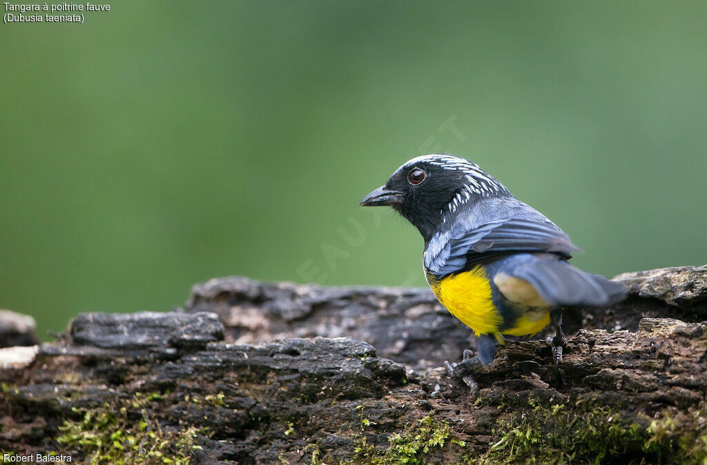 Buff-breasted Mountain Tanager