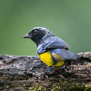 Buff-breasted Mountain Tanager