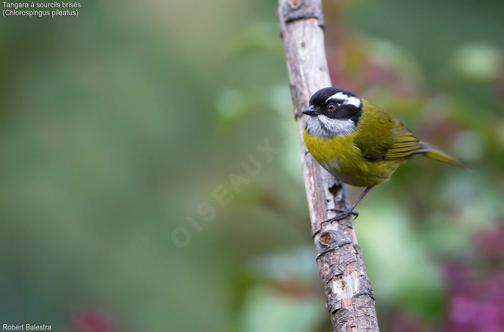 Sooty-capped Chlorospingus