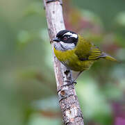 Sooty-capped Bush Tanager