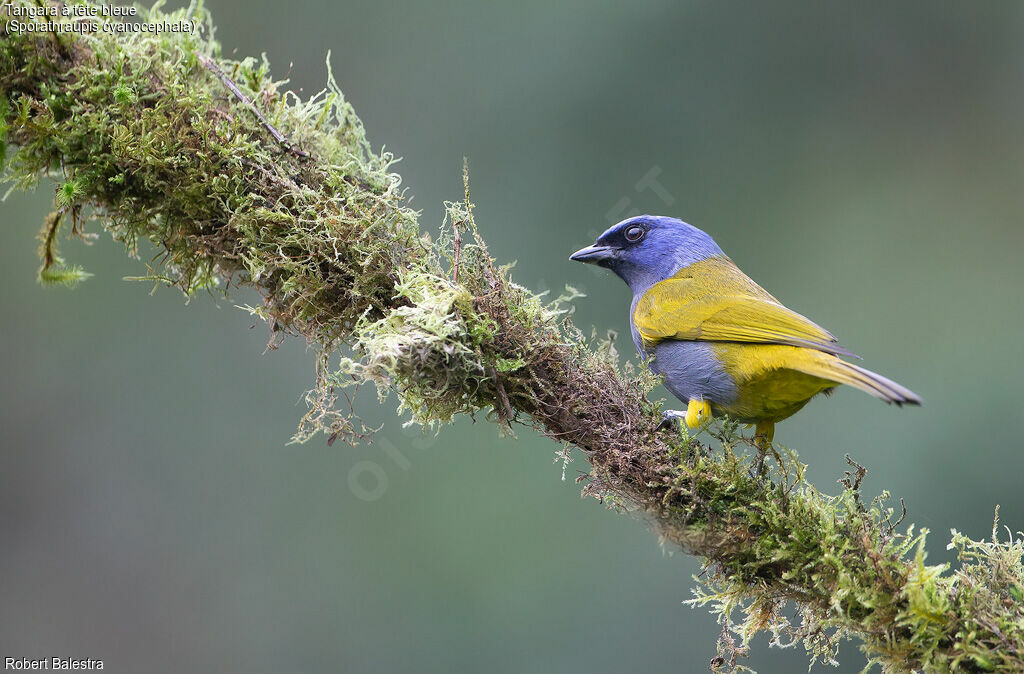 Blue-capped Tanager