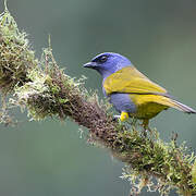 Blue-capped Tanager