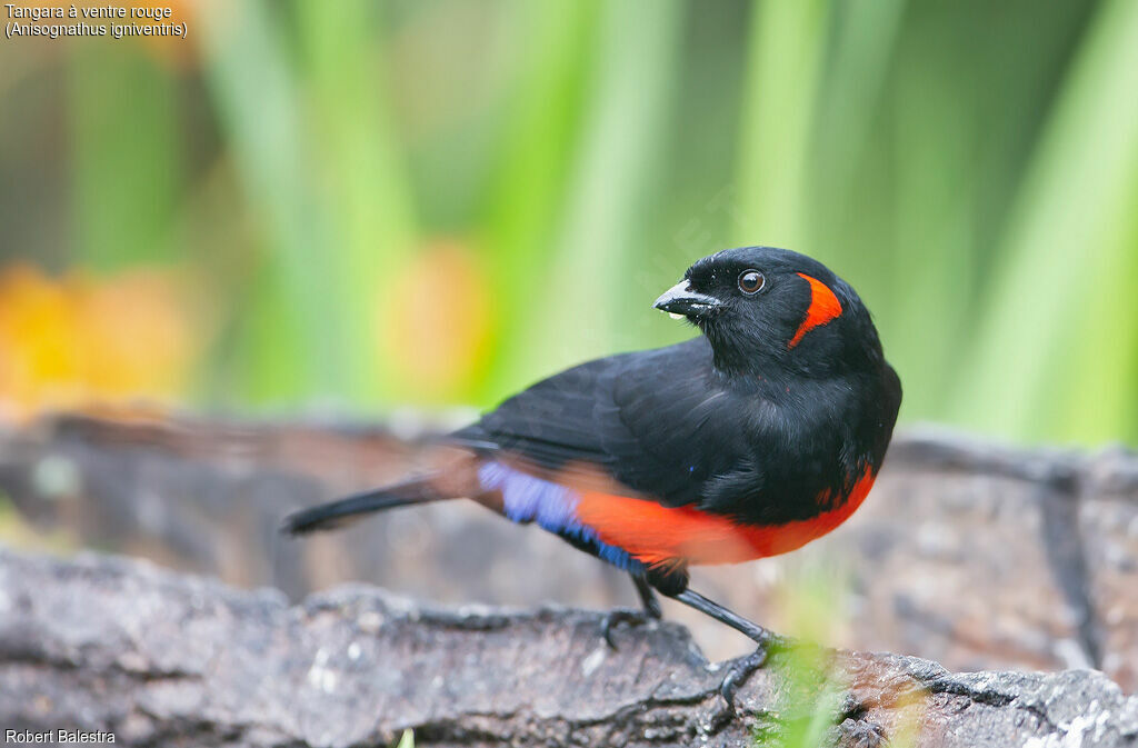 Scarlet-bellied Mountain Tanager