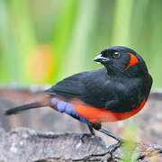 Scarlet-bellied Mountain Tanager