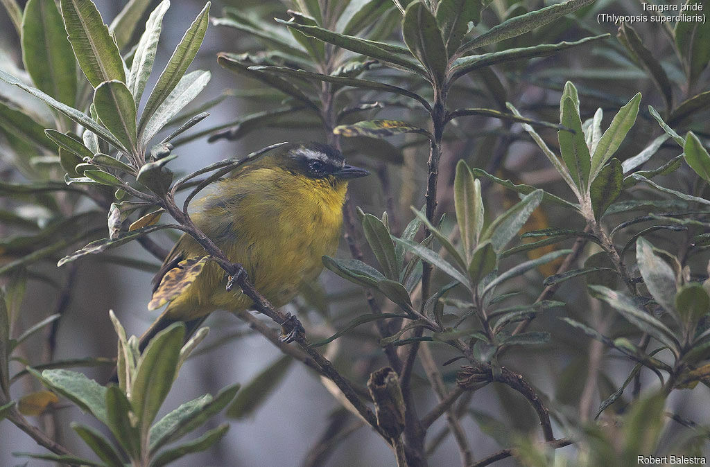 Tangara bridé