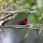 Crimson-collared Tanager