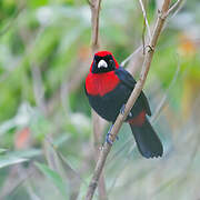 Crimson-collared Tanager