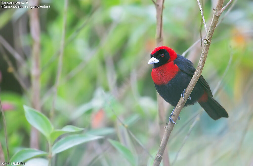 Crimson-collared Tanager