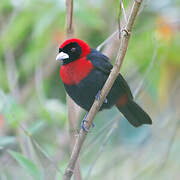 Crimson-collared Tanager