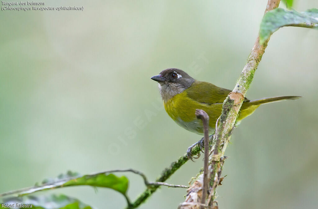 Common Chlorospingus (ophthalmicus)