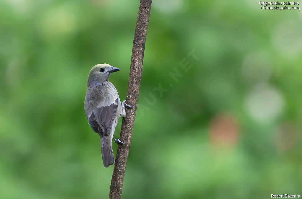 Palm Tanager