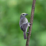 Palm Tanager