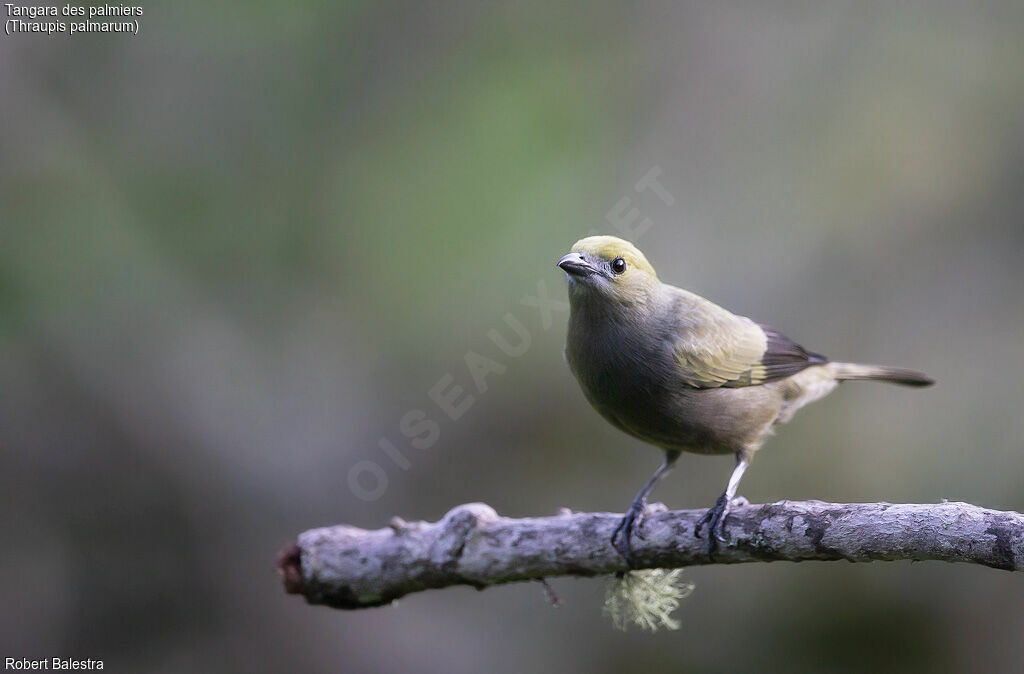 Palm Tanager