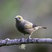 Palm Tanager