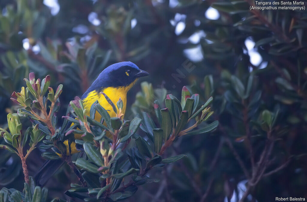 Santa Marta Mountain Tanager