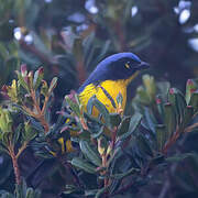 Santa Marta Mountain Tanager