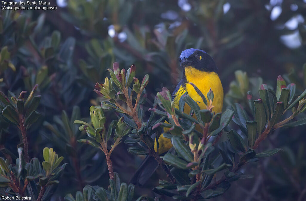 Santa Marta Mountain Tanager