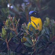 Santa Marta Mountain Tanager