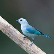 Blue-grey Tanager