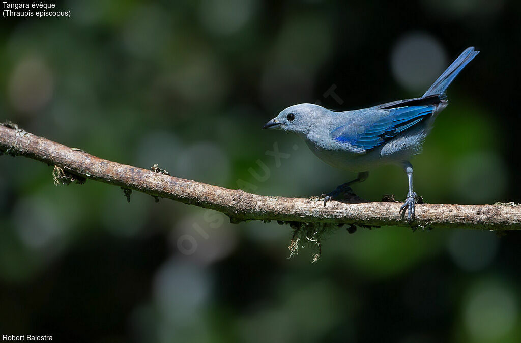 Blue-grey Tanager