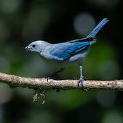 Blue-grey Tanager