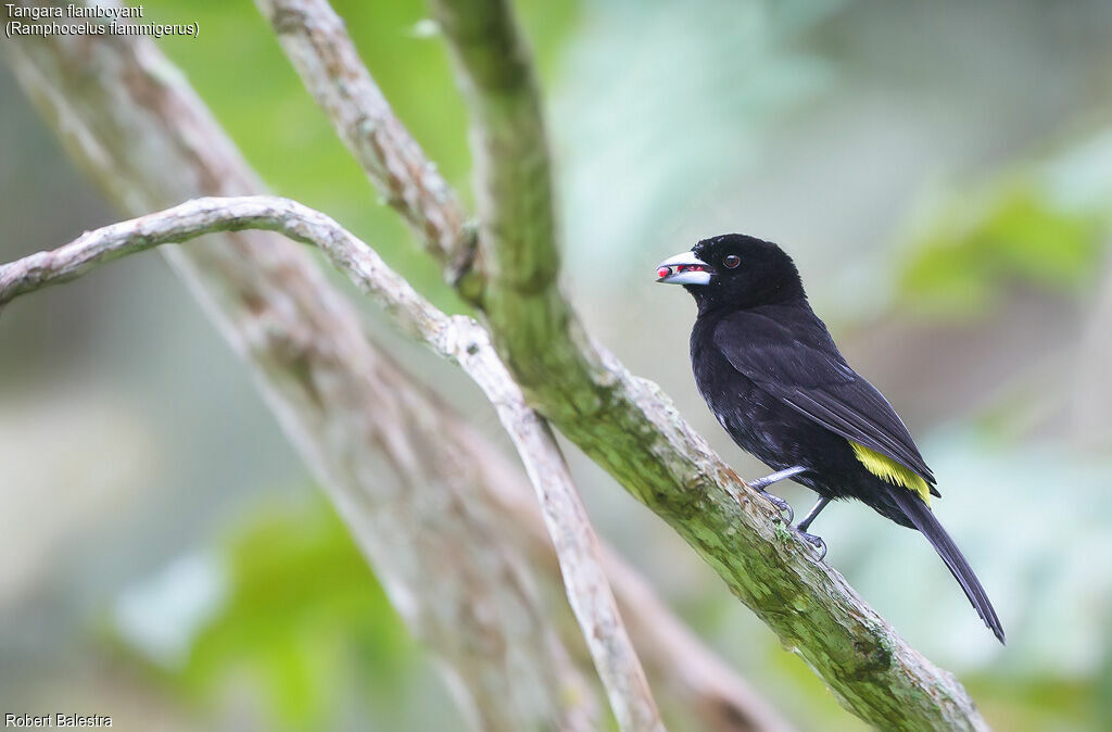 Flame-rumped Tanager male