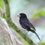 Flame-rumped Tanager