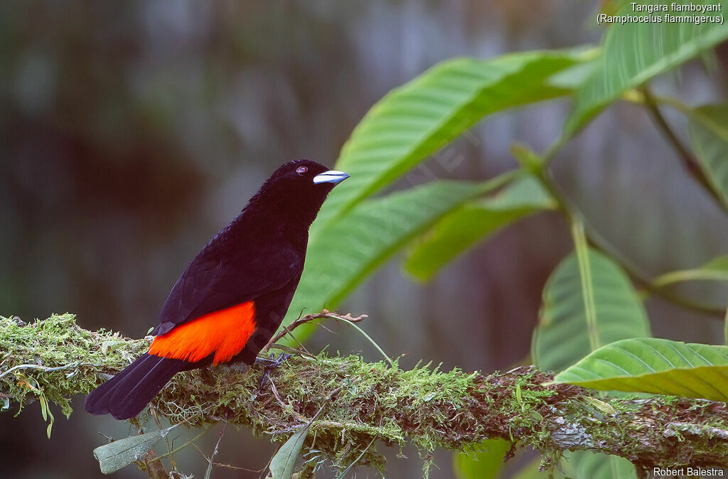 Flame-rumped Tanager