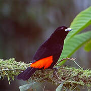 Flame-rumped Tanager