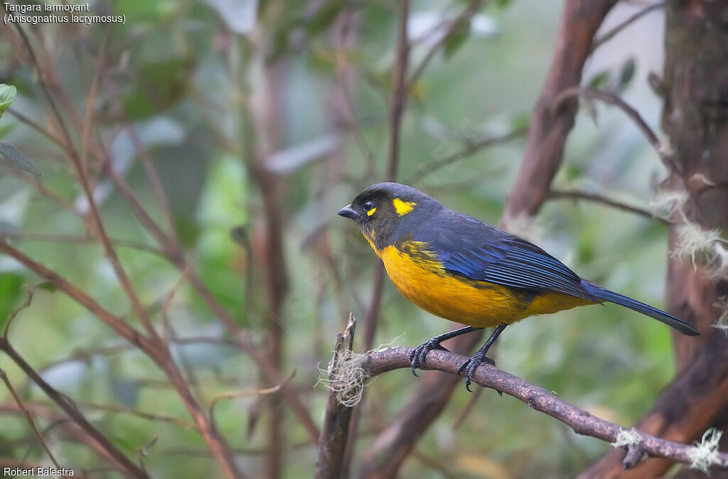 Lacrimose Mountain Tanager