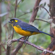 Lacrimose Mountain Tanager