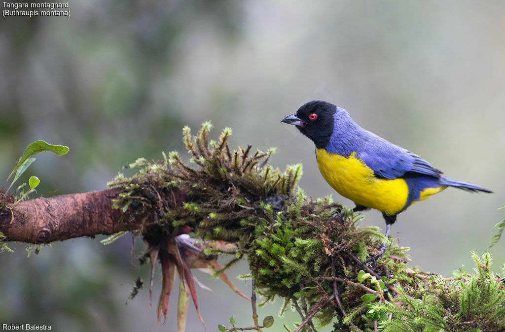 Hooded Mountain Tanager