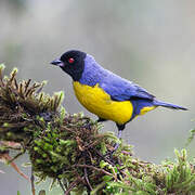 Hooded Mountain Tanager