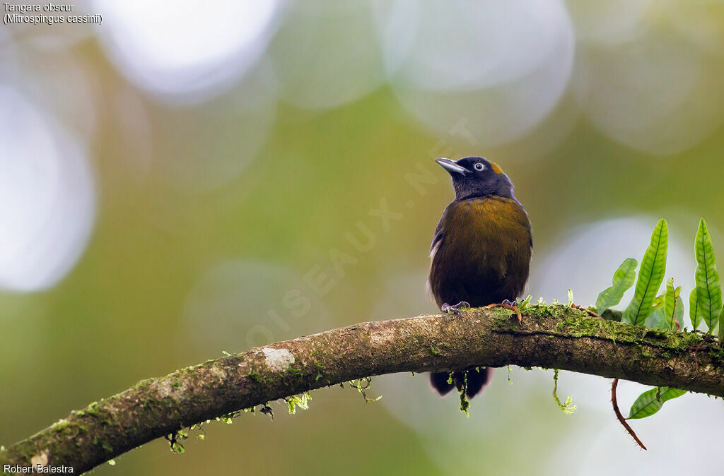 Dusky-faced Tanager