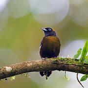 Dusky-faced Tanager