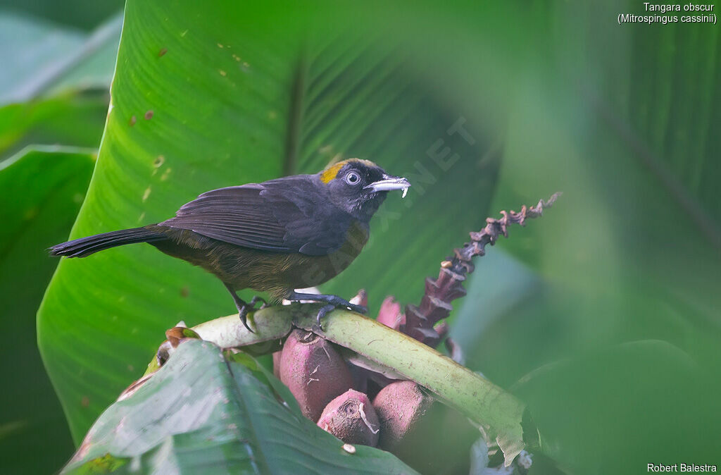 Dusky-faced Tanager