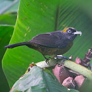 Dusky-faced Tanager