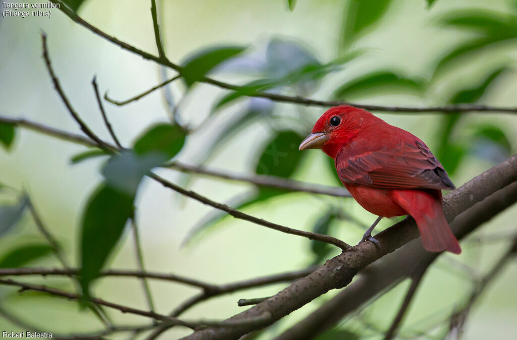 Summer Tanager