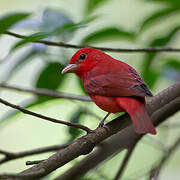 Summer Tanager