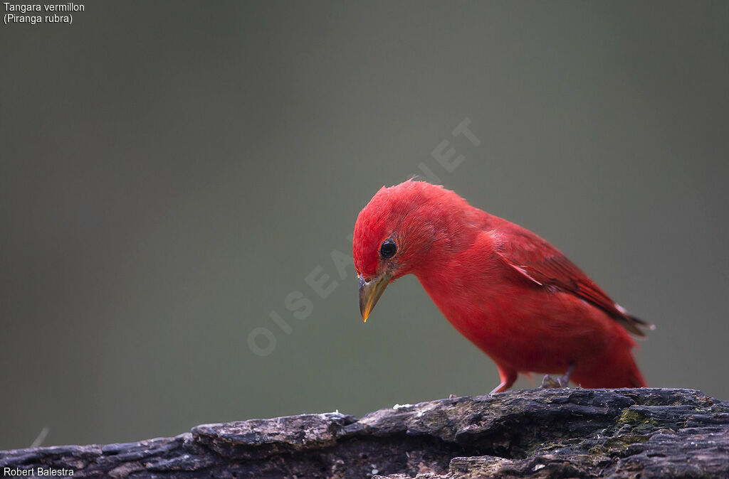 Summer Tanager