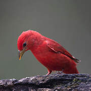 Summer Tanager