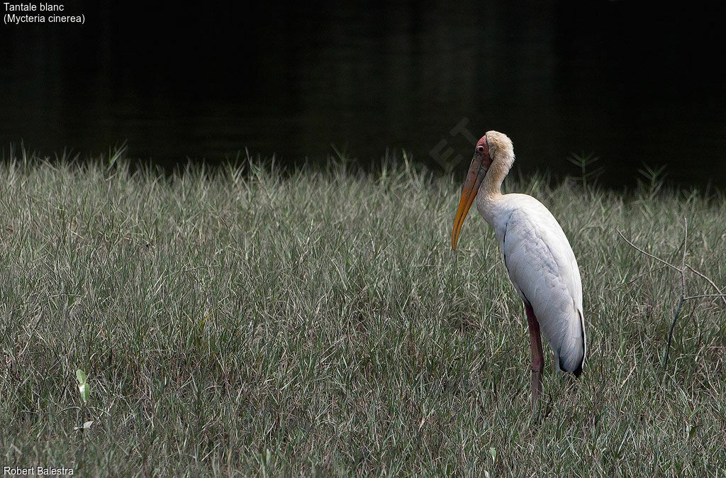 Milky Stork