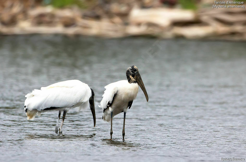 Wood Stork