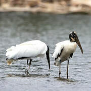 Wood Stork