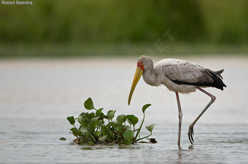 Yellow-billed Stork