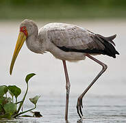 Yellow-billed Stork