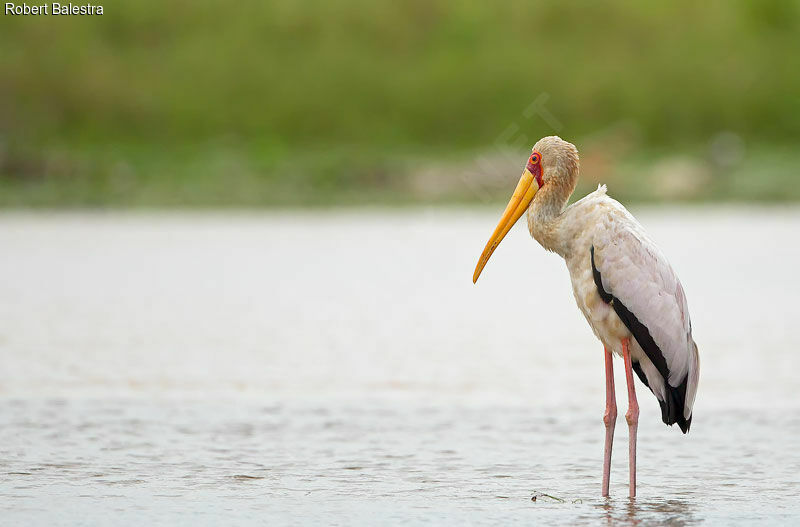 Yellow-billed Stork