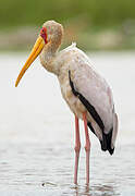 Yellow-billed Stork